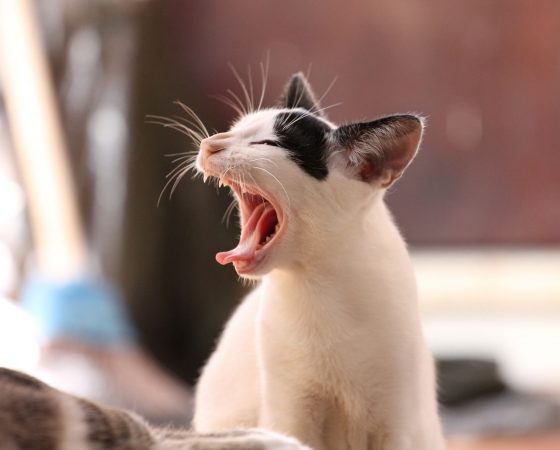 „ich will nicht!“